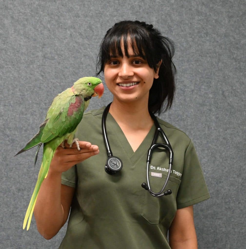 An avian veterinarian in a white coat holding an African Grey parrot